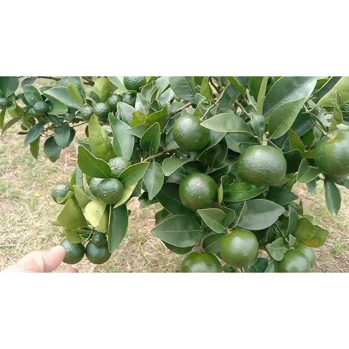 Tanaman jeruk santang hijau/jeruk tayam madu