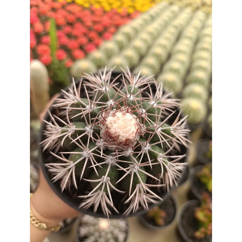 Melocactus Jambul Putih | Pot 12cm | TANAMAN HIAS
