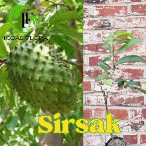 Bibit Tanaman Buah Sirsak Tanaman sirsak Buah Sirsak