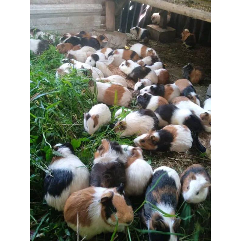 Marmut Lokal Super Beli 10 Pasang Gratis 1 Pasang.