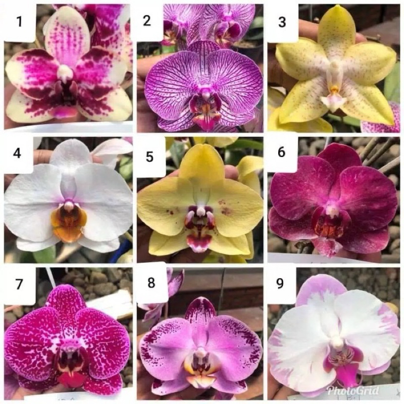 Anggrek Bulan Jumbo Dewasa Murah Pilihan Id Via Note