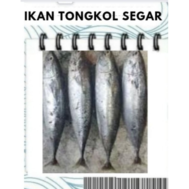 

Jual Ikan Laut/Ikan Segar/Ikan Tongkol /Seafood-1 kilogram