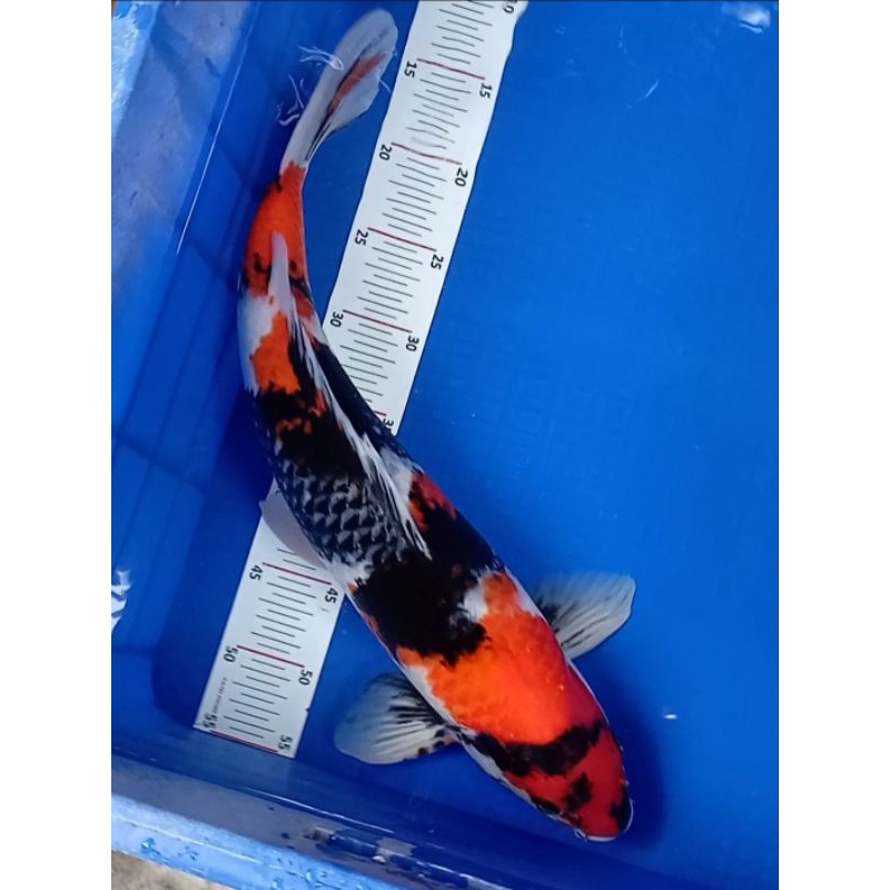 SHOWA IMPORT - 50 CM (Serti SHINODA KOI FARM 🇯🇵)