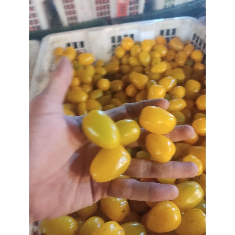 

tomat ceryy kuning berat 1kg