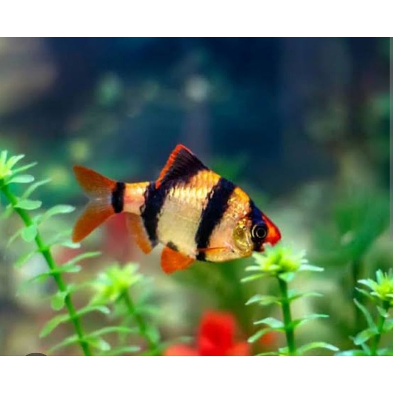 Ikan Hias Tiger barb