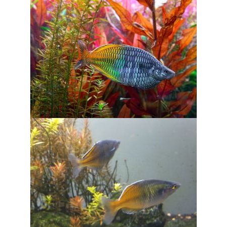 

Extra Packaging Rainbow Boesemani PAIR (Jantan Betina)