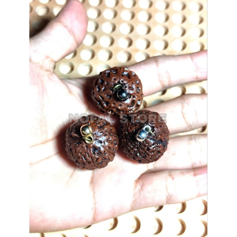 Liontin Rudraksha Jumbo Besar Jenitri