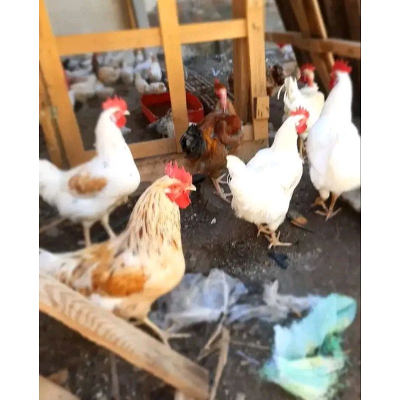 

telur fertil ayam white leghorn x larmod harga 1.butir telur