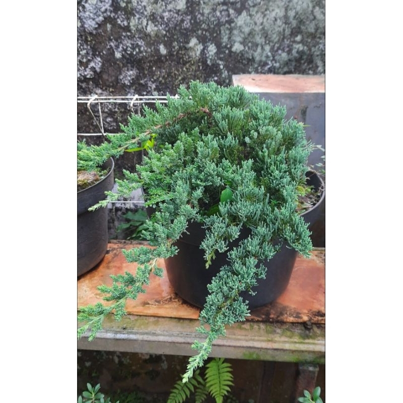 Cemara Dwarf / Juniperus Procumbens