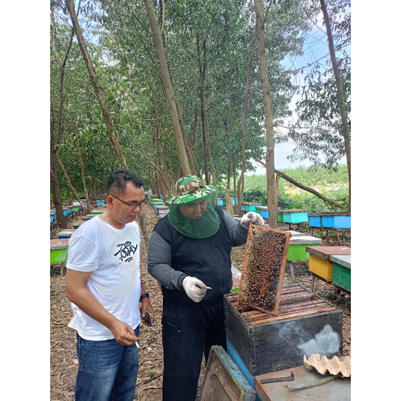 

Madu Hutan Akasia Segar asli Riau (1 kg)