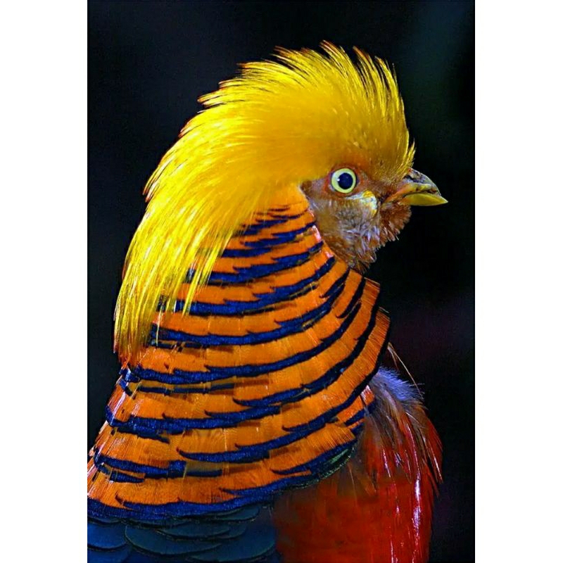 anak / anakan ayam hias golden pheasant, ayam unik, ayam hutan cina ya dijual