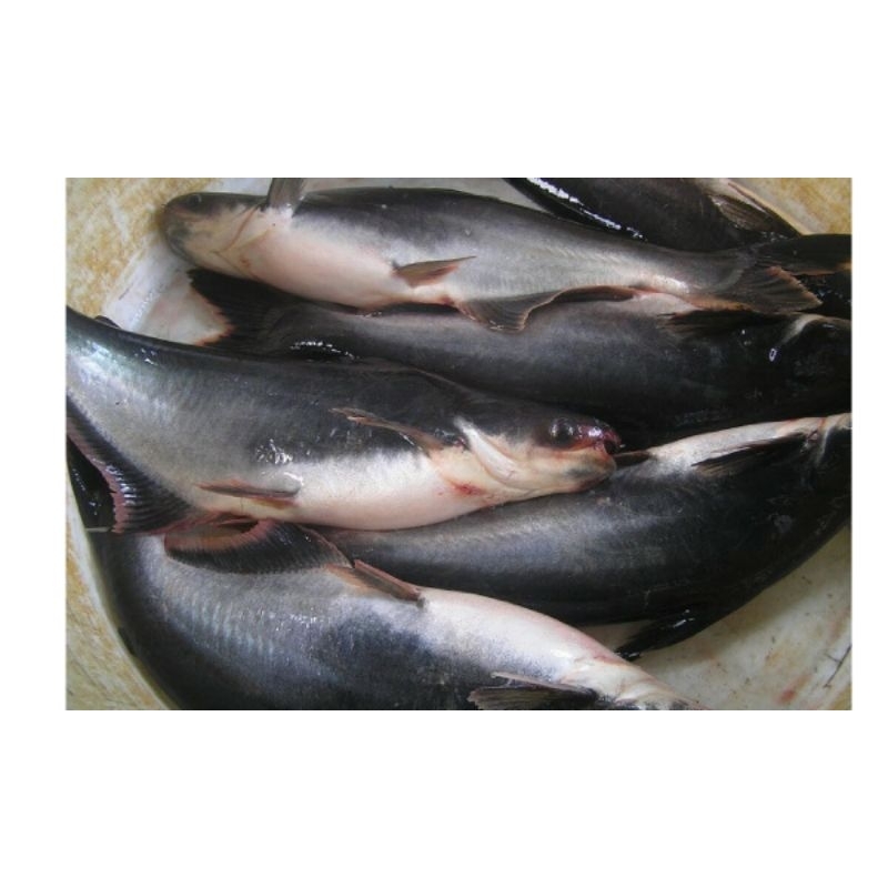 

ikan patin