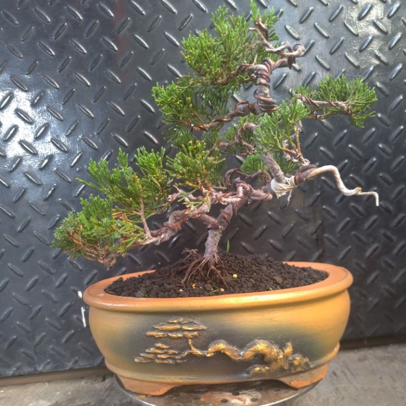 bonsai sinensis / bonsai chinensis green