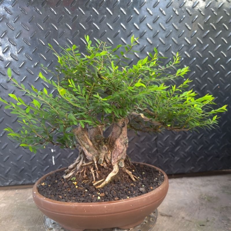 bonsai cendrawasih / tanaman cendrawasih bonsai