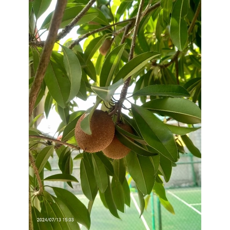 

Sawo Muda Herbal Alami