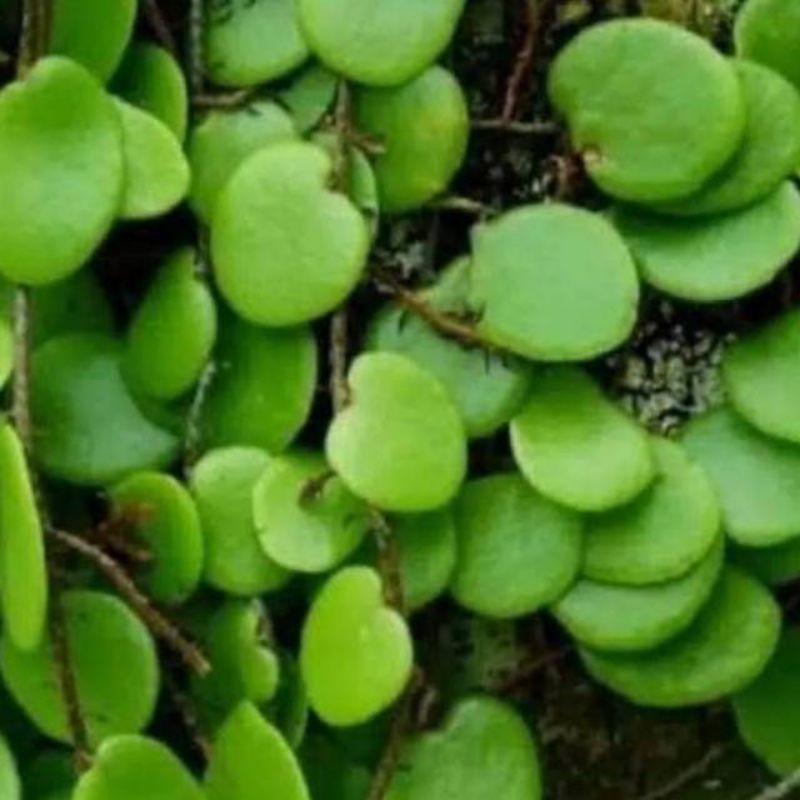 

200grm daun sisik naga