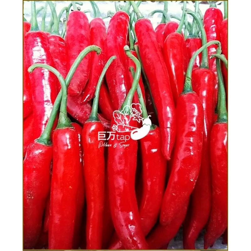 

CABE MERAH BESAR TW SEGAR DAN HEMAT KYOMANTAP 100 GRAM - 500 GRAM