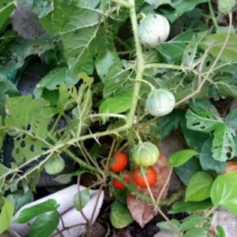 

Buah terong duri terong pari terong hutan segar petik langsung 200 gram