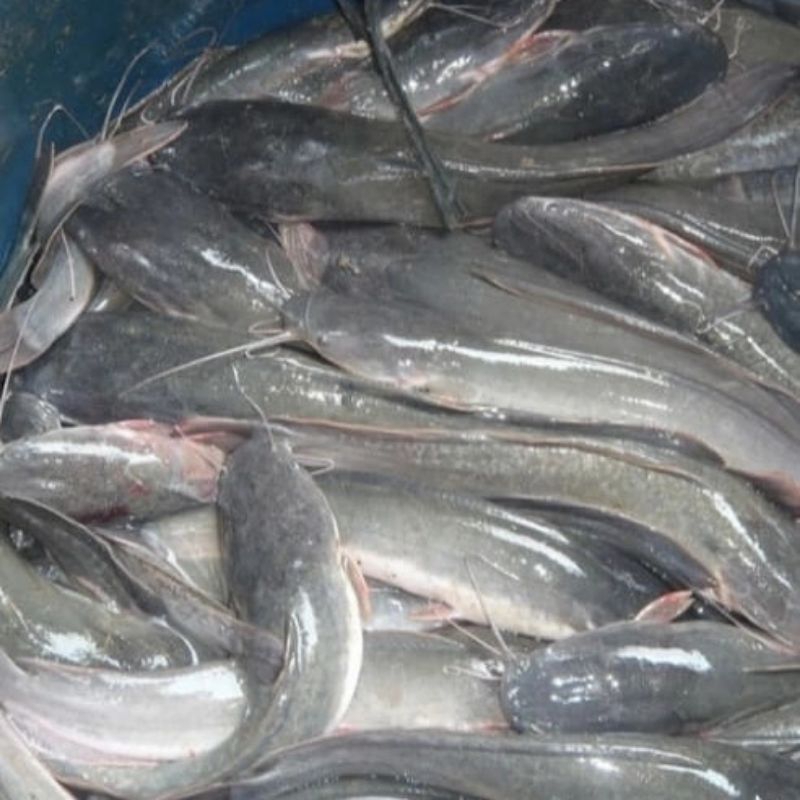 

Ikan Lele Segar ( hidup )