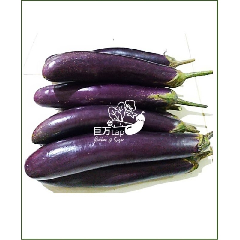 

TERONG UNGU SEGAR DAN HEMAT KYOMANTAP 250 GRAM - 500 GRAM