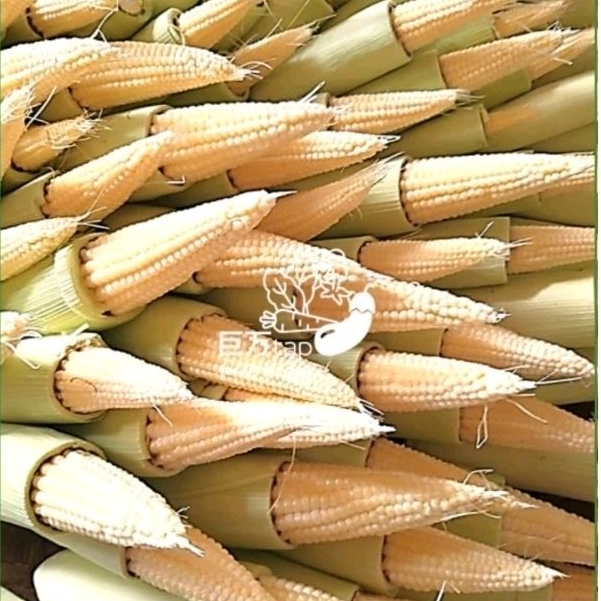 

PUTREN | BABY JAGUNG SEGAR DAN HEMAT KYOMANTAP 250 GRAM - 500 GRAM
