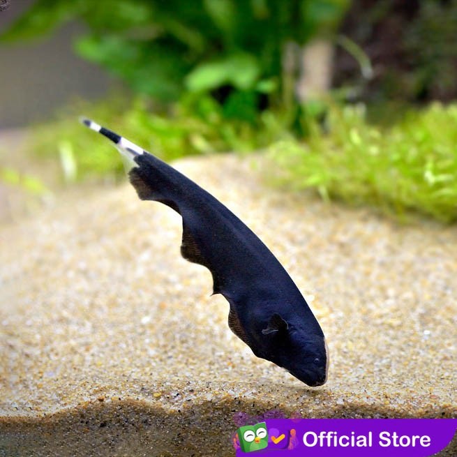 Black Ghost / Ikan Hias Air Tawar / Ikan Hias Aquascape - Size ± 5cm