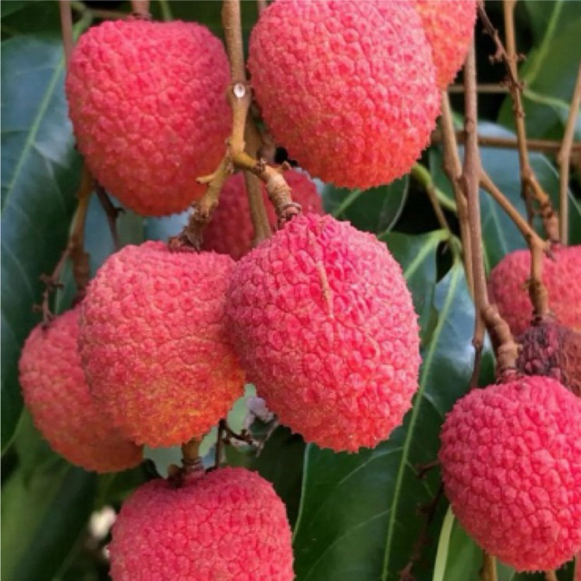 Bibit Leci merah Cangkok // Bibit Leci Com