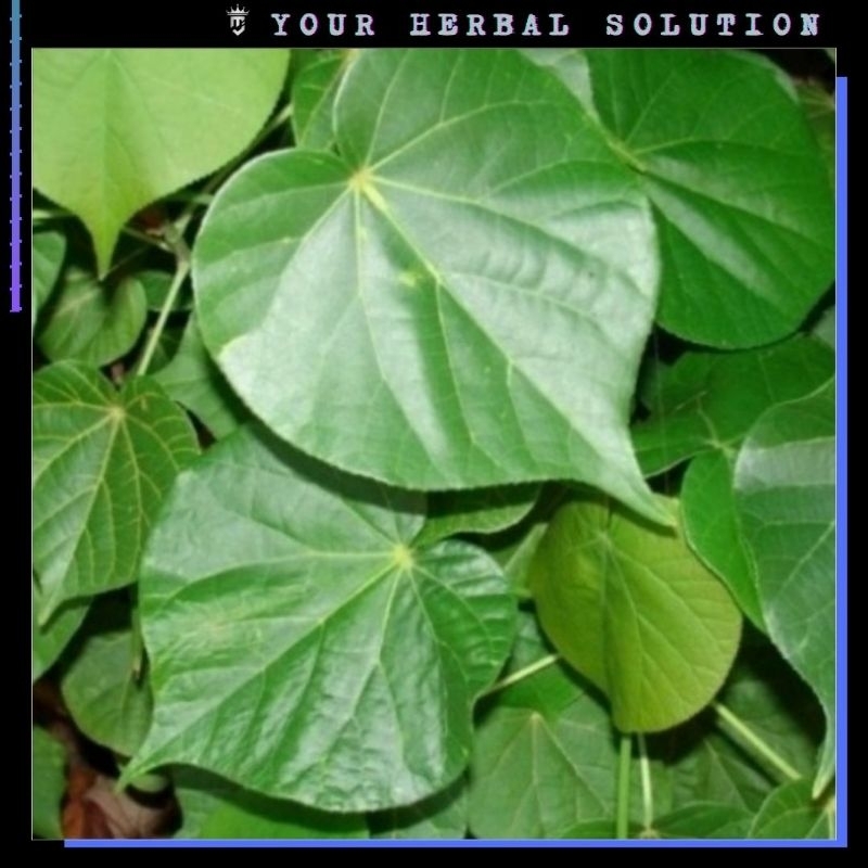 

DAUN WARU SEGAR 100GR • HERBAL MURAH DI PETIK LANGSUNG SAAT ORDER MASUK