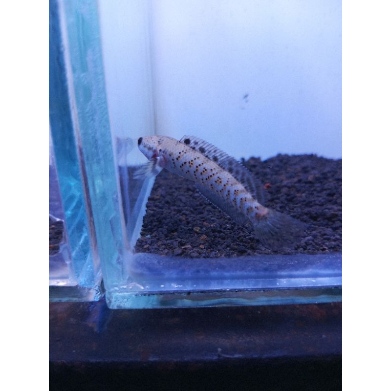 blue pulcra size 5-6cm single tank flering(gratis pelet) garansi100%