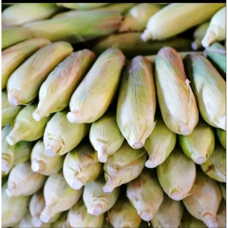 

jagung fres 500gr