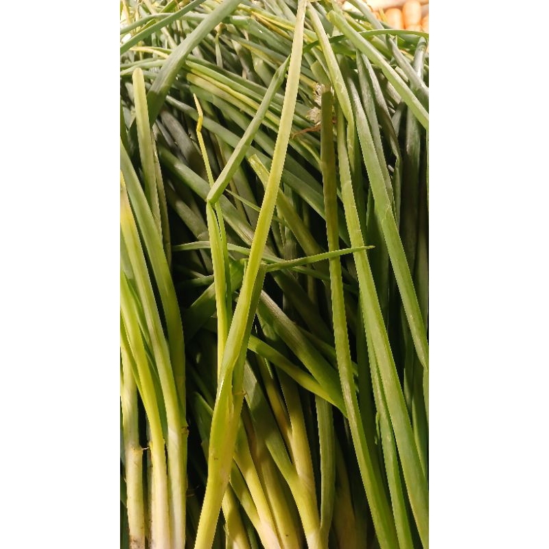 

daun bawang kecil2 200gram