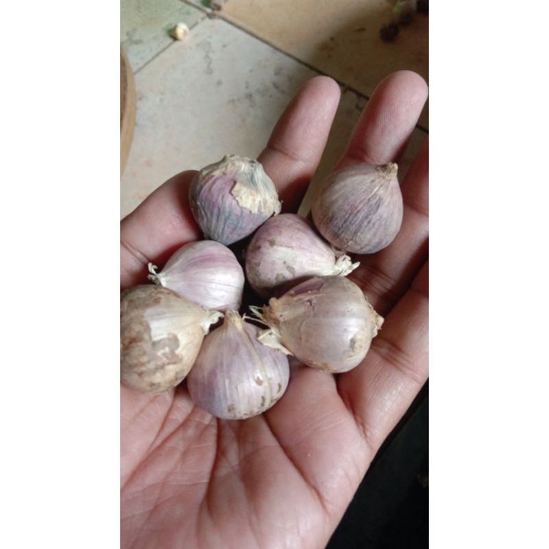 

Bawang putih tunggal ukuran tanggung kemasan10kg