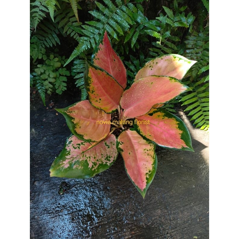 AGALONEMA SULTAN BRUNEI