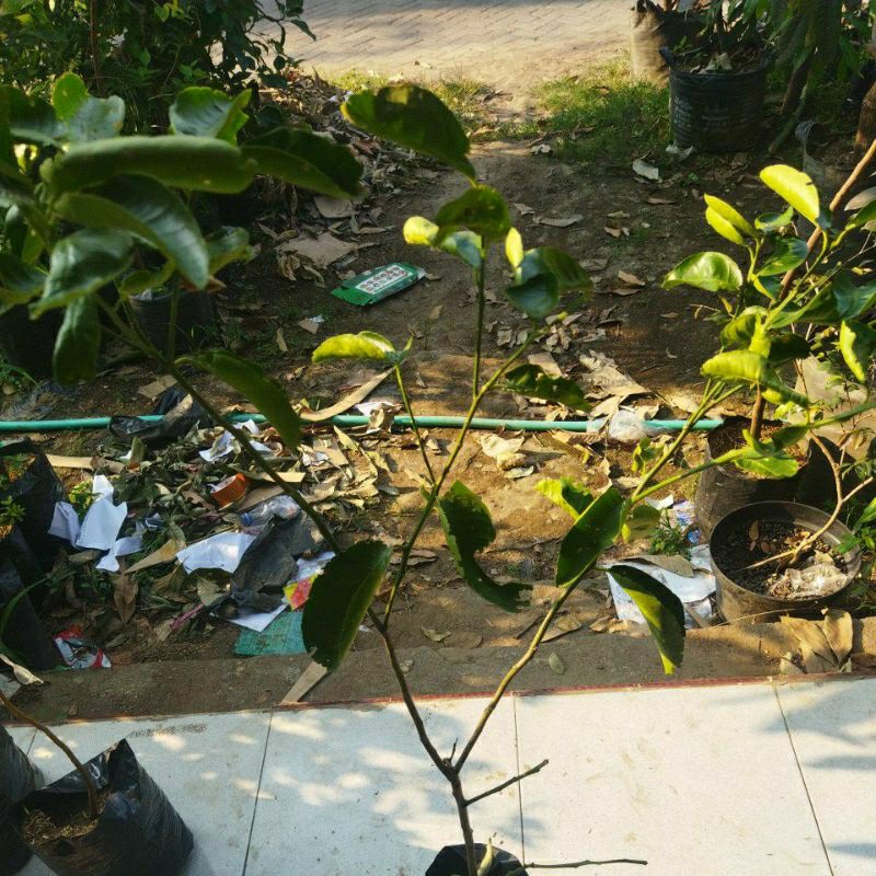 bibit jeruk nipis manis cangkok