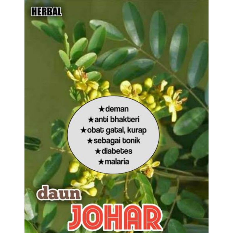 

500 GRAM DAUN JUAR/JOHAR SEGAR AMAN TANPA PEPTISIDA