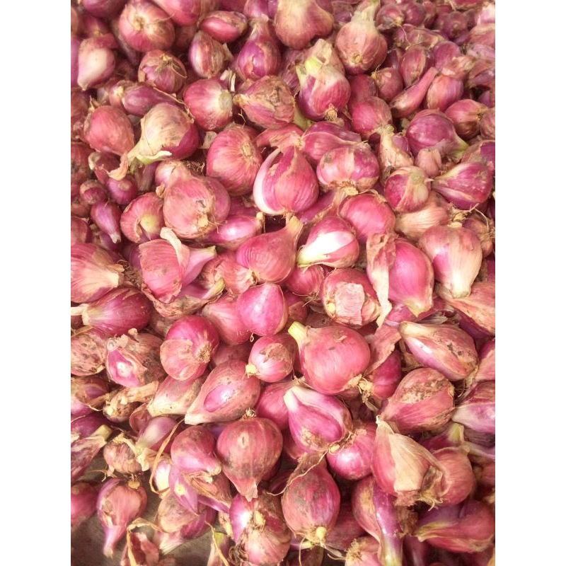 

bawang Brebes