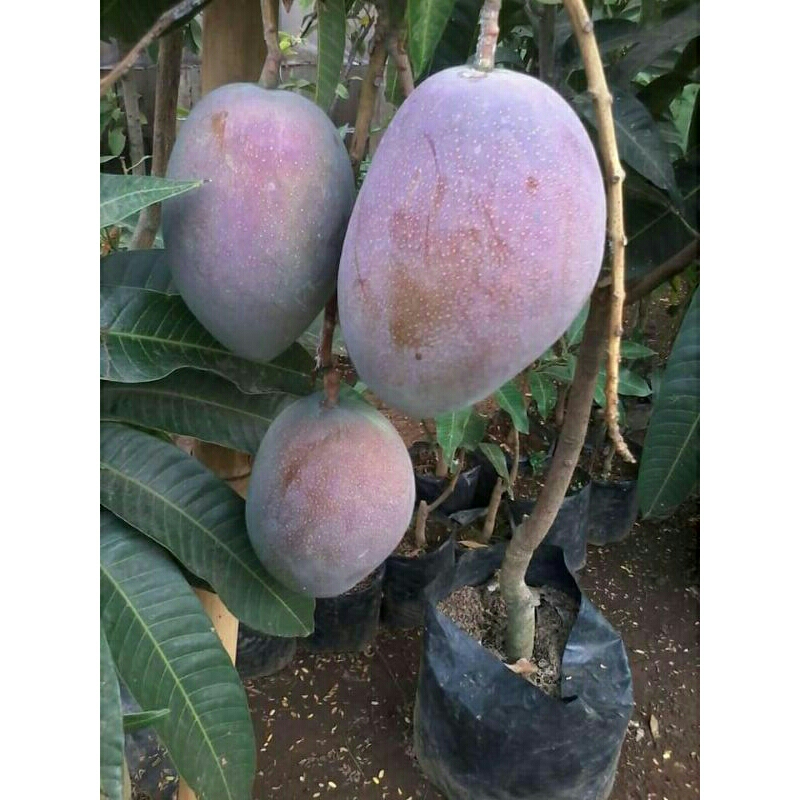 Bibit Mangga irwin Tinggi 1 meter Siap Berbuah