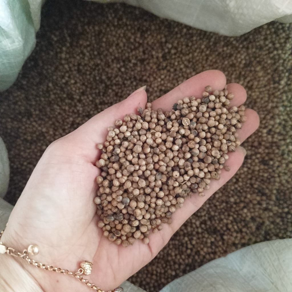 

Grosir Ketumbar Hitam 10Kg - Ketumbar Hitam Kualitas Super Premium