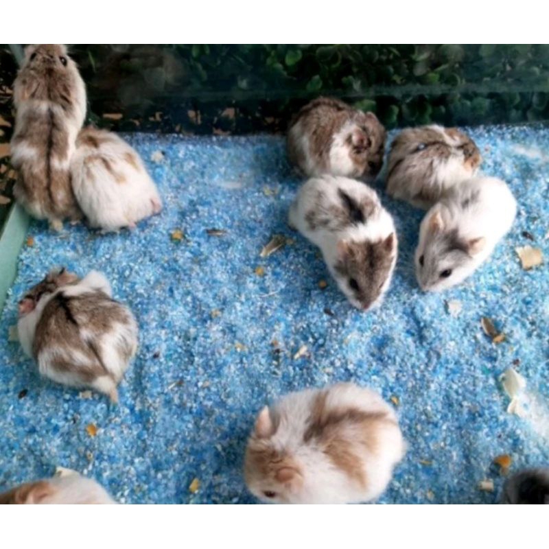 Anakan Hamster Campbell usia 1.5-2 Bulan