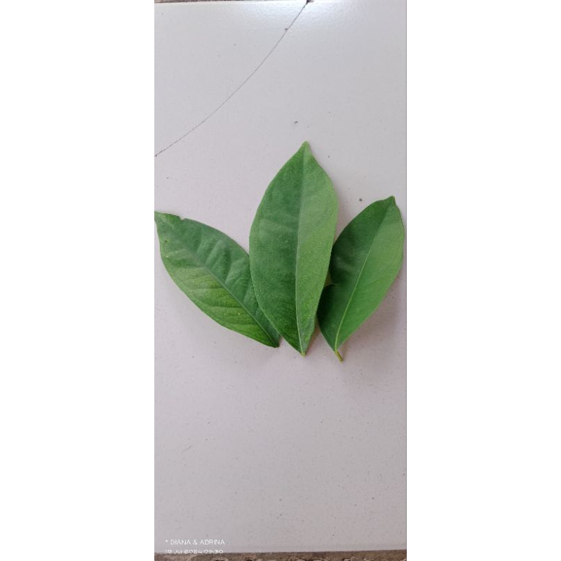 

Daun salam sayur segar(harga perlembar/helai)