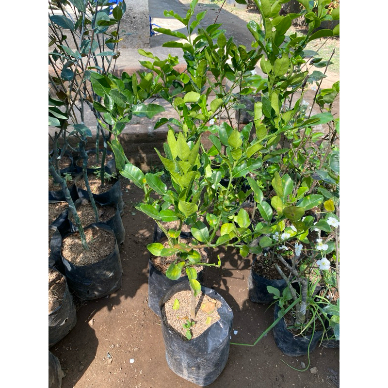 Bibit Jeruk Purut Rimbun