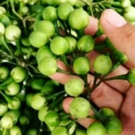 

buah tekokak sayur tekokak pres 200 grm