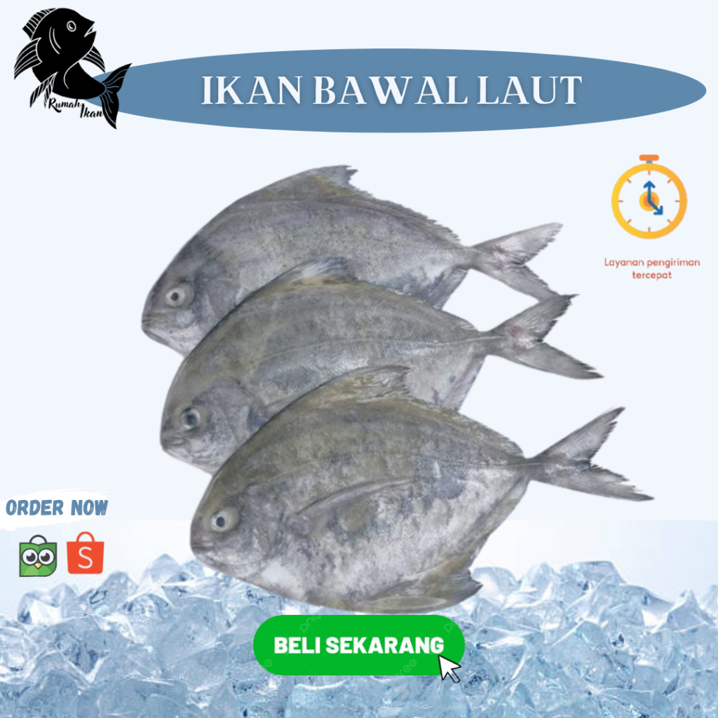 

Ikan Bawal Laut / Bawal Segar 1Kg