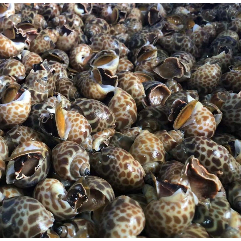 

Keong Macan Hidup / Live Sea Snail 1 kg