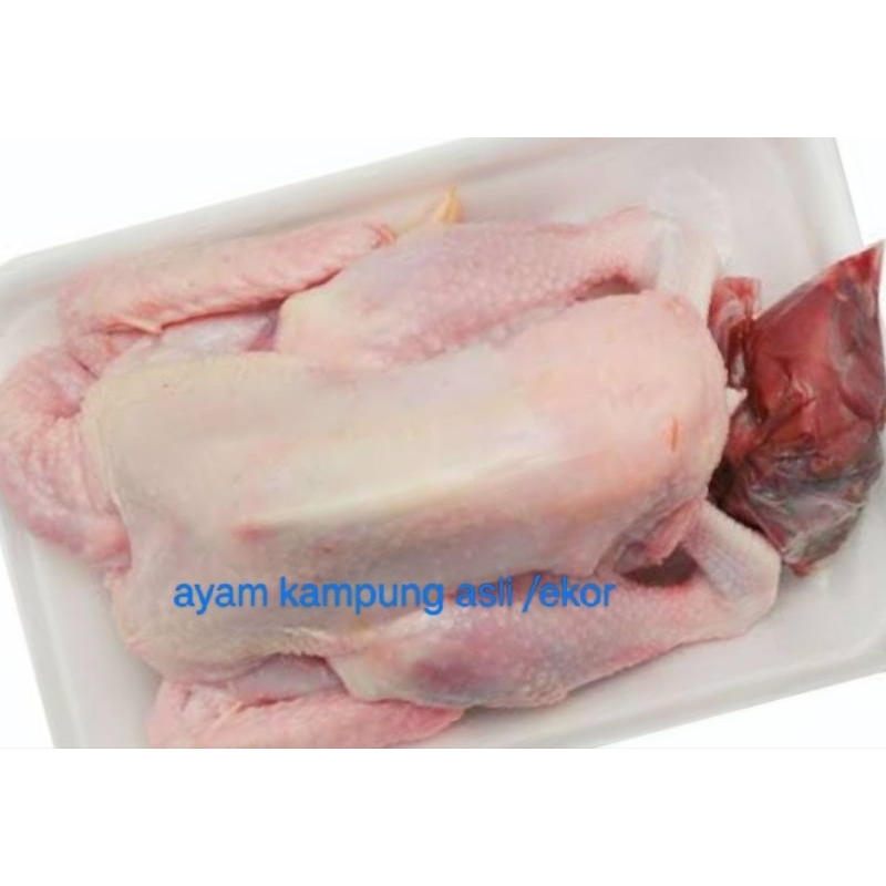 

ayam kampung fresh