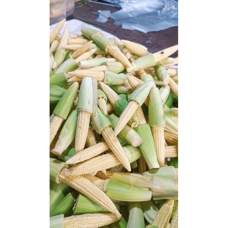 

Sayur Baby Corn Bayi Jagung Segar Pontianak