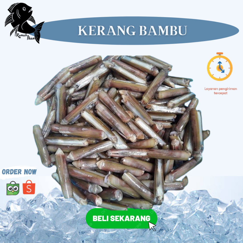 

Ready Kerang Bambu Segar 1Kg