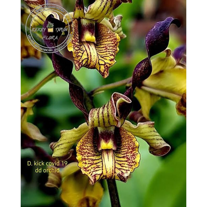 ( BISA COD ) Seedling Anggrek Dendrobium Mpu Gandring x Kick Covid - Tanaman Hias Bunga Anggrek Belu
