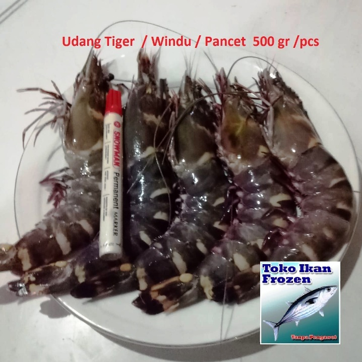 UDANG TIGER / WINDU / PANCET /  Frozen Fresh