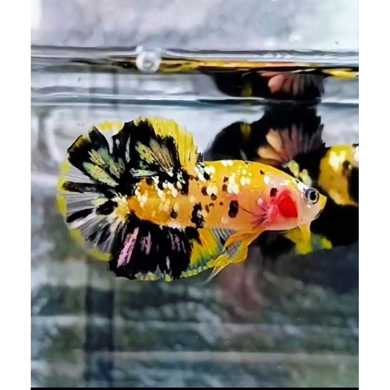 bahan yellow koi copper top grade